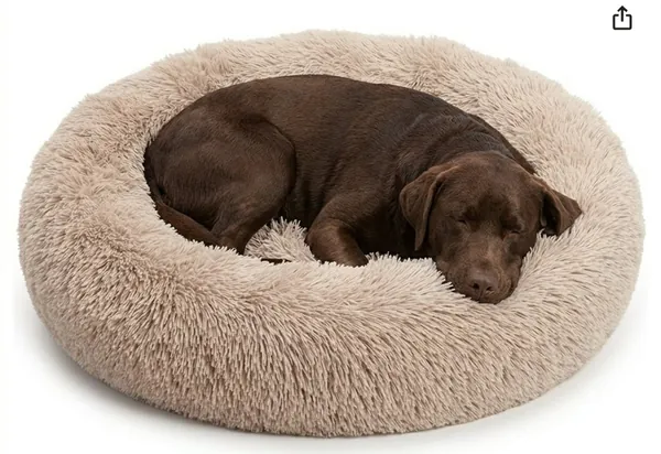 Chocolate Labrador Retriever sleeping curled up in Bedfolks Calming Donut Dog Bed